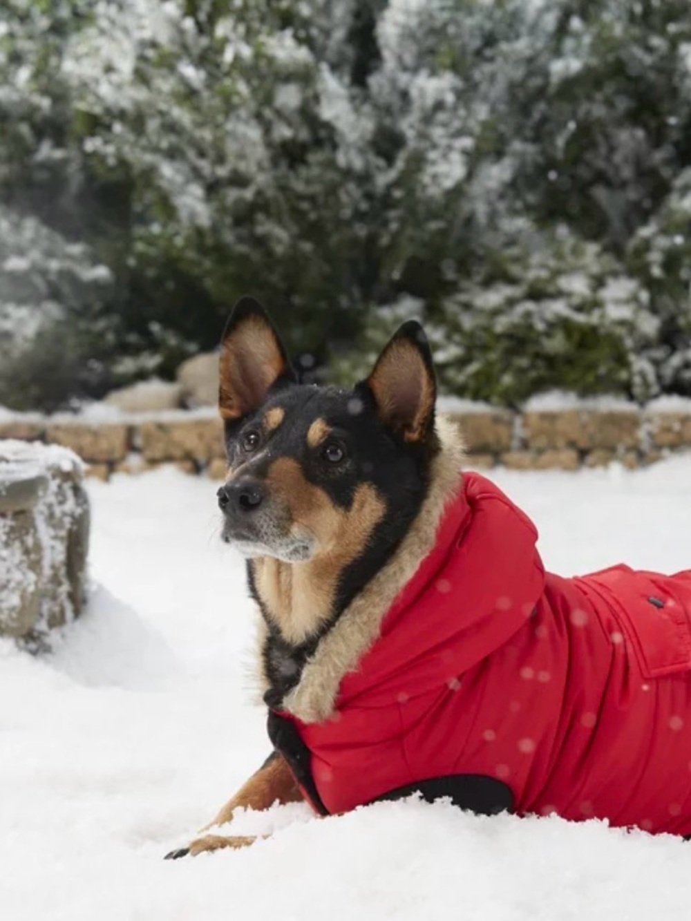 Waterproof Red Dog Parka with Faux Fur Trim